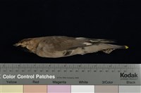 藏品(朱連雀)的圖片